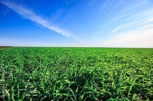 Sprouted wheat on a field before winter or early spring