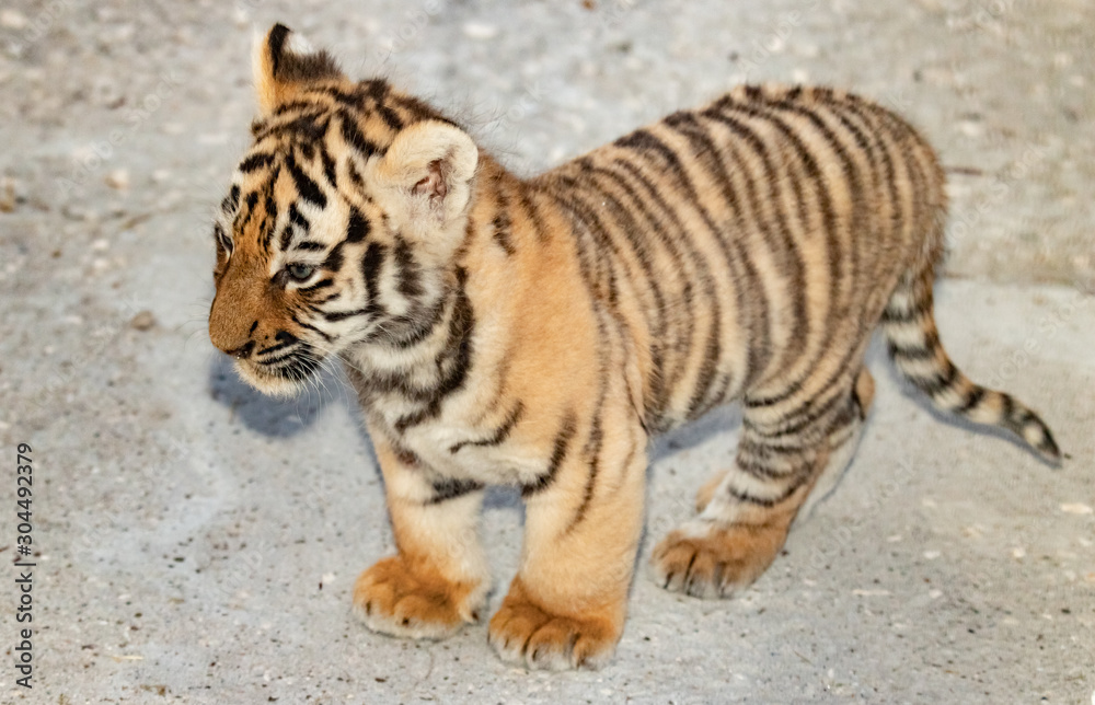 Obraz premium newborn tiger cub in the zoo. close up