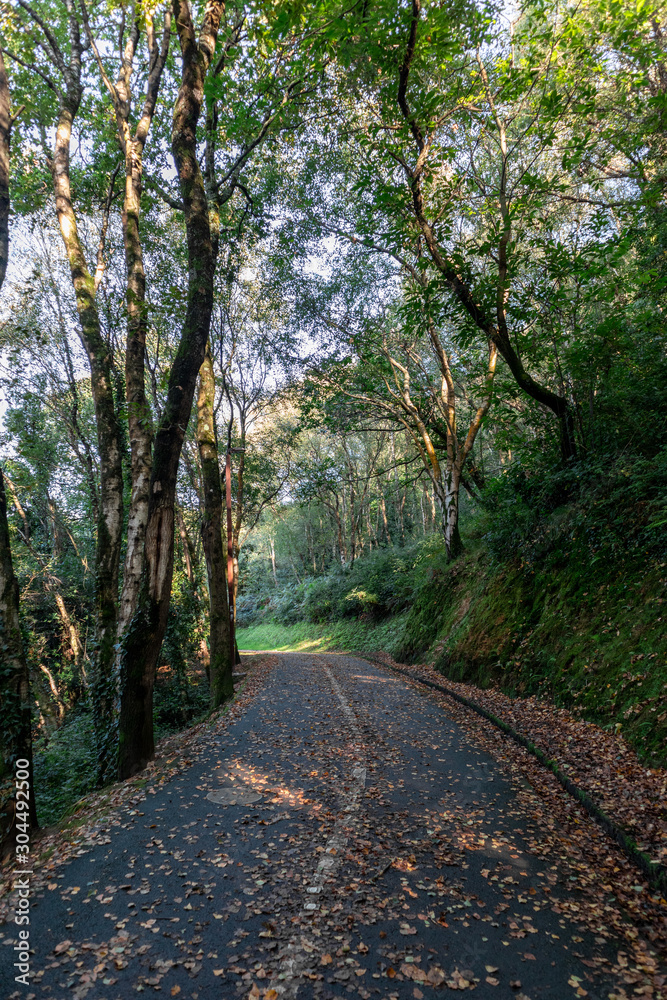 Fototapeta premium Walking in between the trees in a forest in northern Spain