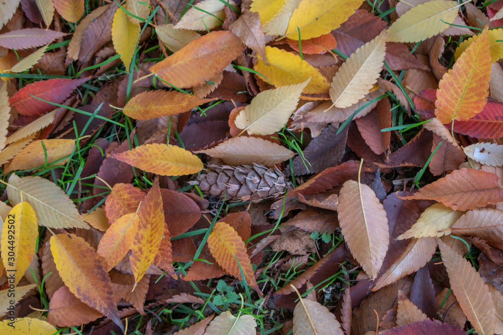 different leaves of trees on the ground in autumn different leaves of trees on the ground in autumn