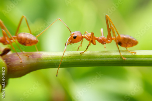Red ants are looking for food on green branches. Work ants are walking on the branches to protect the nest  in the forest. © witsawat