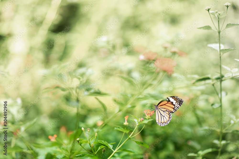Beautiful Common Tiger butterfly on flower in the garden. Beautiful Common Tiger butterfly on flower in the garden.