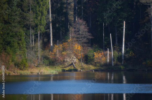 Jesienny brzeg puszczy