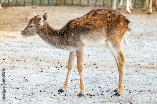 Fawn. Stands in a cage in the zoo