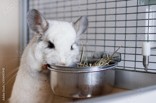 Cute white chinchilla is eating hay from metal bowl in its house. photo