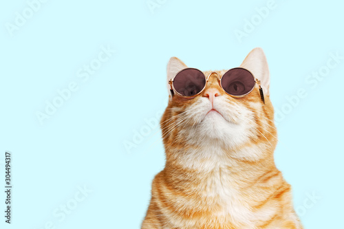 Closeup portrait of funny ginger cat wearing sunglasses and looking up isolated on light cyan. Copyspace.