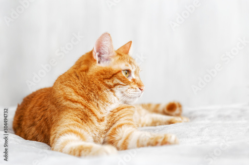 Closeup portrait of orange cat lying on a bed and looking away against blurred background. Shallow focus. Copyspace.