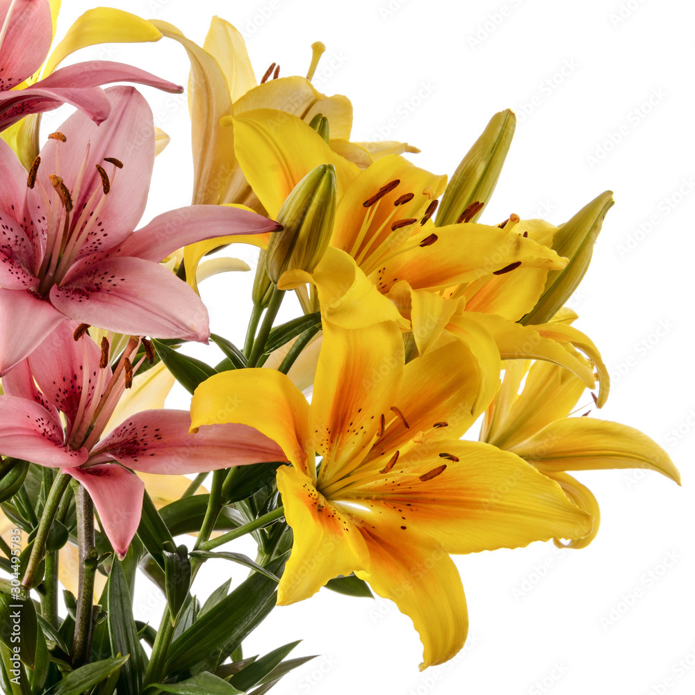 Lily flowers isolated over white background Lily flowers isolated over white background