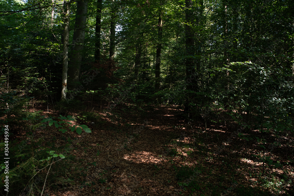 path in the forest path in the forest