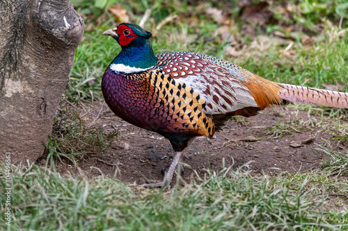 Close up of a vibrant male Pheasant in autumn