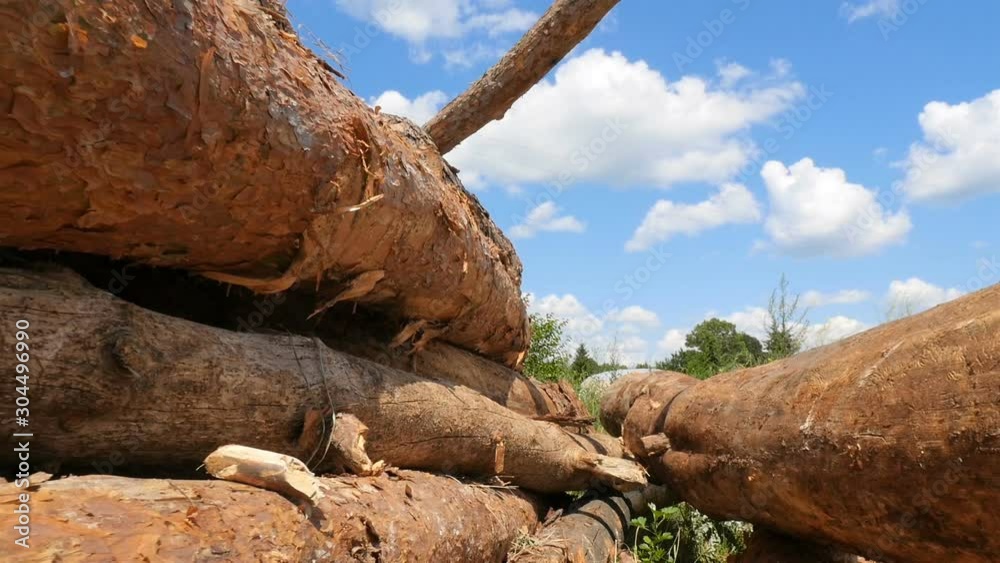 Pine tree trunks. The camera is in motion. Deforestation. Slow motion Pine tree trunks. The camera is in motion. Deforestation. Slow motion