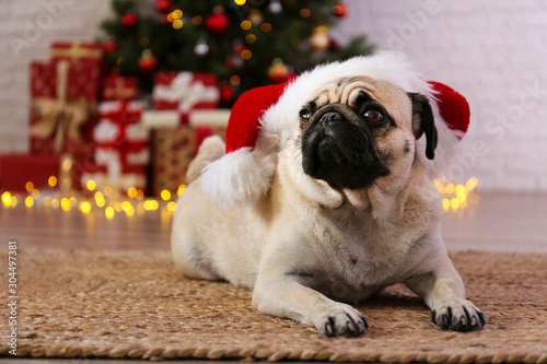 Fototapeta Naklejka Na Ścianę i Meble -  Adorable pug over the christmas tree with blurry festive decor. Portrait of beloved dog with wrinkled faceat home and pine tree with bokeh effect lights. Close up, copy space.
