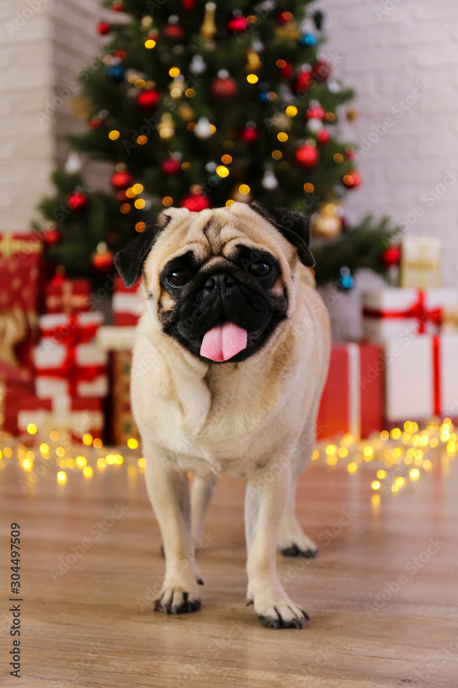 Adorable pug over the christmas tree with blurry festive decor. Portrait of beloved dog with wrinkled faceat home and pine tree with bokeh effect lights. Close up, copy space.