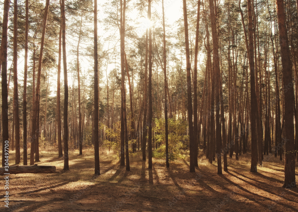 Naklejka premium Autumn forest background, yellow leaves, leaf fall