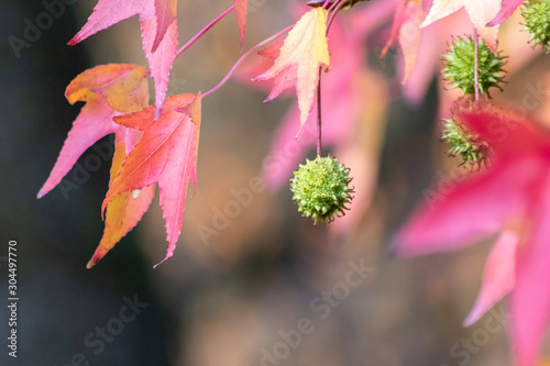 Bunte Blätter einer Platane mit stacheliger Samenkapsel zeigen den goldenen Herbst im goldenen Oktober von seiner bunten und schönsten Seite als Jahreszeit für Spaziergänge