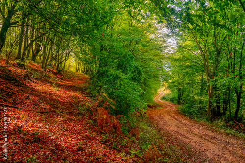 Pathway to success. Autumn forest with two paths. Two paths in the autumn forest. Red, yellow, green, autumn, relaxing.
