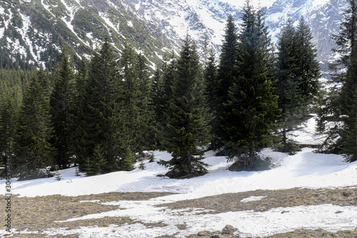 Obraz na płótnie Poland, Tatry, pine forest in the snow w salonie