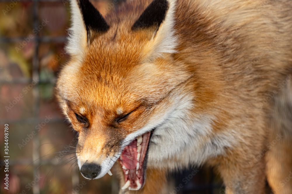 red Fox yawns.close up red Fox yawns.close up