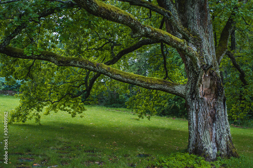 oak tree in a park