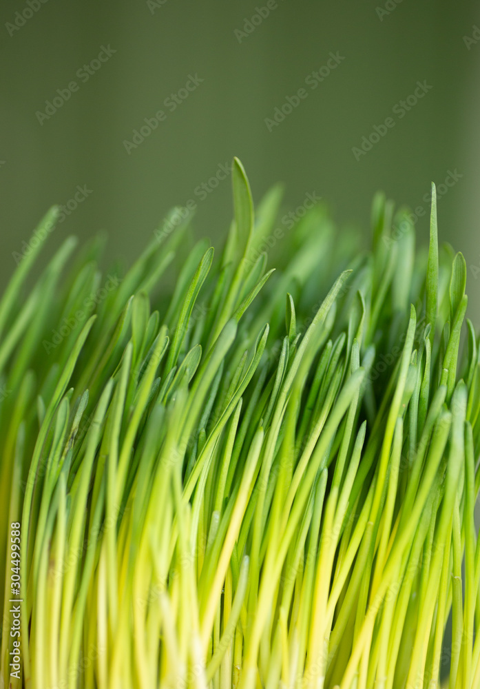 Obraz premium Green fresh grass on a green background. Close up