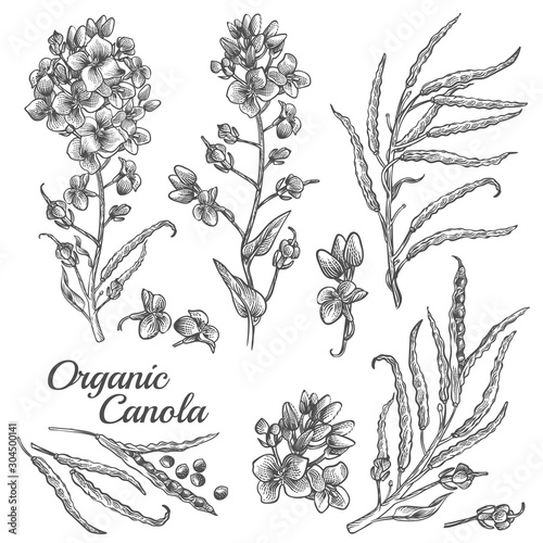 Canola flowers, organic mustard, pod with seeds and leaves. Vector engraved botanical illustration of rape plant. Hand drawn outline sketch of Brassica napus isolated on white background