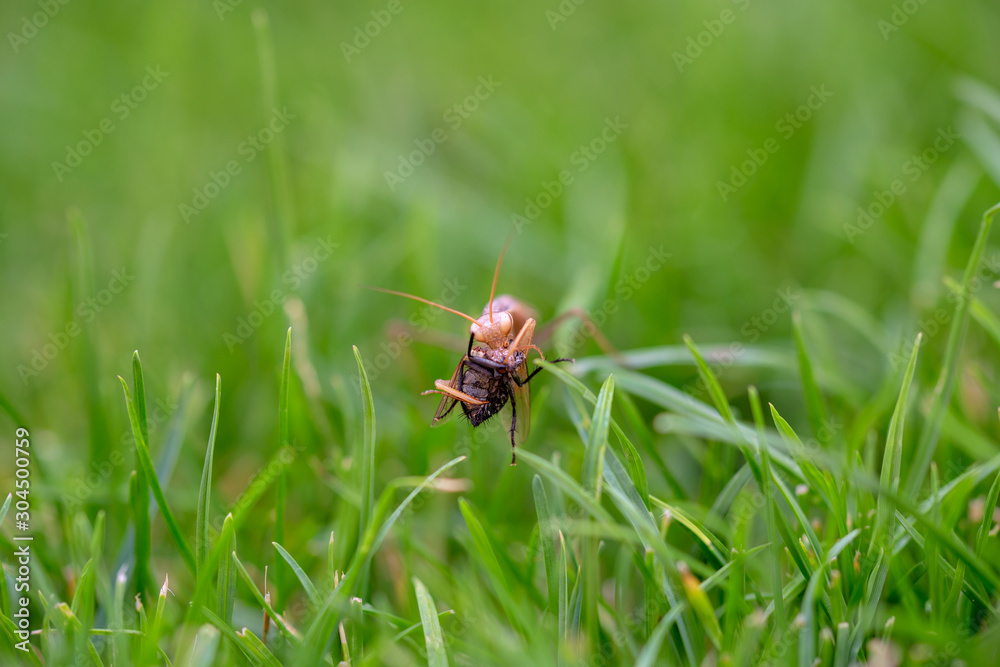 Brown praying mantis eating a fly in grass. European mantis standing on green grass eats instect. Brown praying mantis eating a fly in grass. European mantis standing on green grass eats instect.