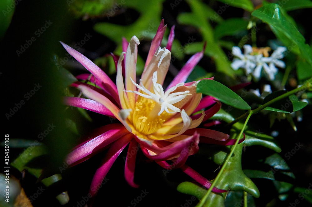 Fototapeta premium Cactus Orquidea Epiphyllum Anguliger