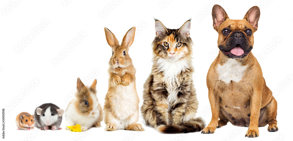 rat and hamster and rabbit and cat and dog