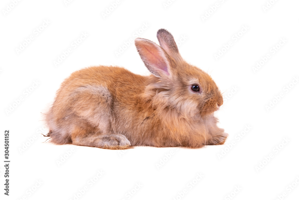 Baby cute rabbits has a pointed ears, brown fur and sparkling eyes, on yellow background, to Easter festival and holidays concept. Baby cute rabbits has a pointed ears, brown fur and sparkling eyes, on yellow background, to Easter festival and holidays concept.