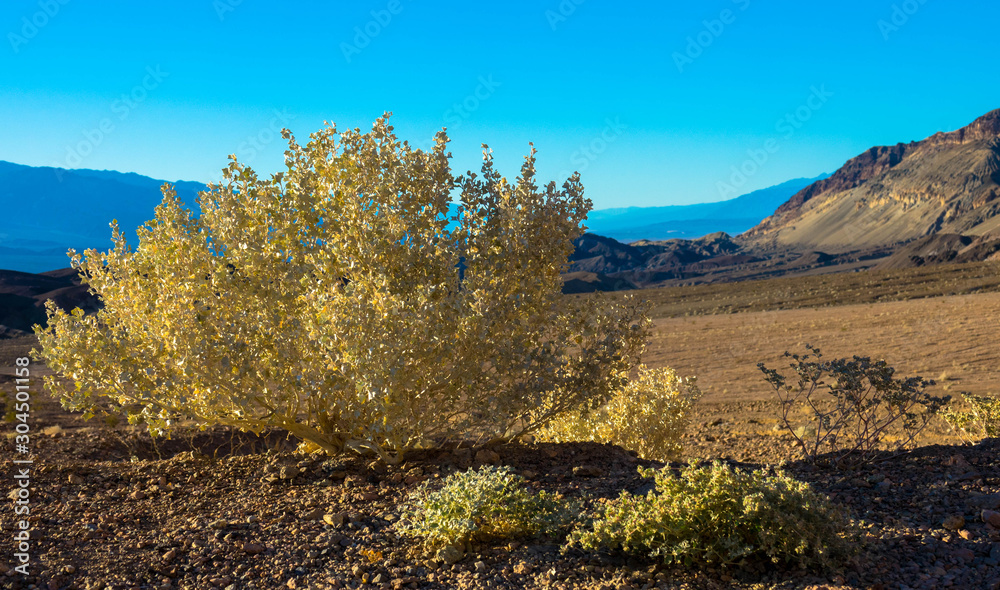 Shrub in Death Valley National Park
