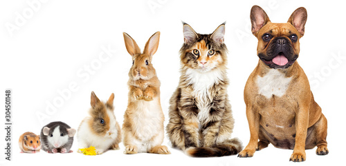 Fototapeta Naklejka Na Ścianę i Meble -  rat and hamster and rabbit and cat and dog