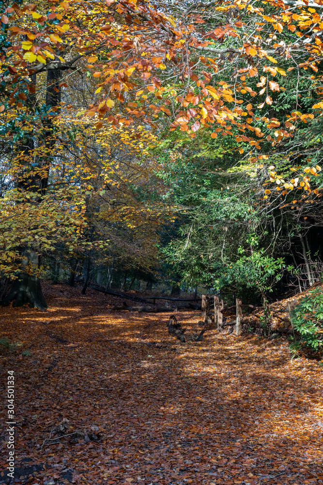 Autumnal view of the Ashdown Forest in East Sussex Autumnal view of the Ashdown Forest in East Sussex