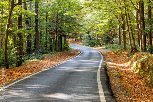 Curved asphalt road bending into forest in autumn season. Autumn leaves between road and the trees. Sunlight passing through trees and falls onto ground.
