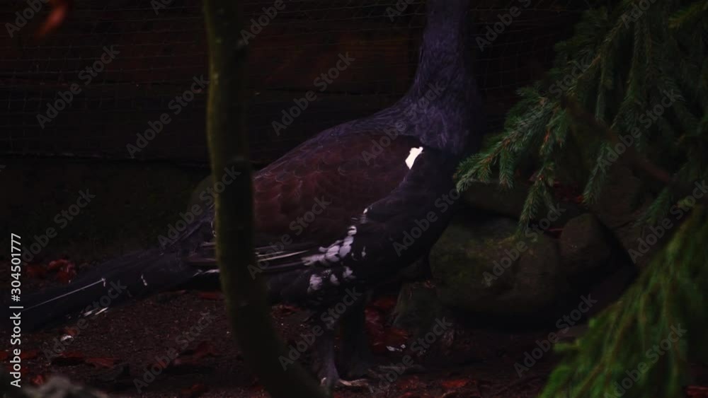 Male capercaillie walking on ground 50FPS Male capercaillie walking on ground 50FPS