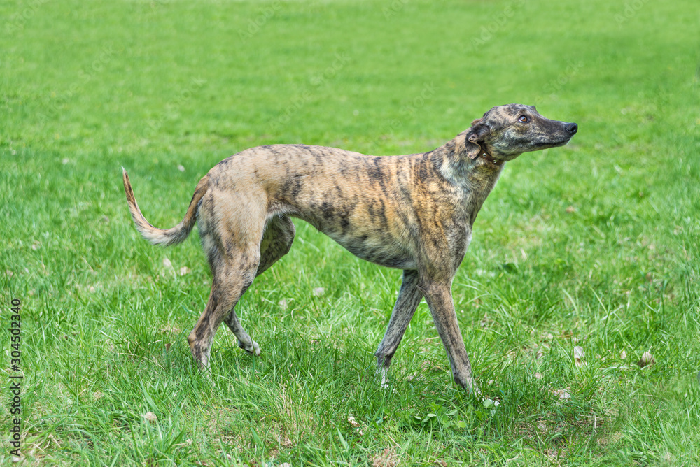 Hunting dog English Greyhound