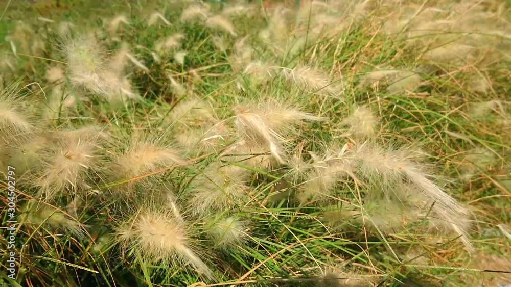 Grass flowers blown in the wind and sunlight in nature . Super slow motion. Grass flowers blown in the wind and sunlight in nature . Super slow motion.