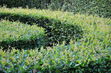 Bushes are trimmed in a variety of geometric shapes.