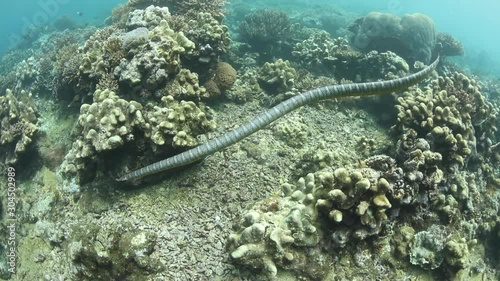 A Black-banded sea krait, Laticauda semifasciatus, swims over a healthy coral reef near Pulau Manuk in the Banda Sea. This species of venomous sea snake is found in large numbers around this island. photo