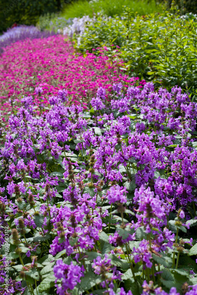 Stacyh Macrantha - Robusta betony - medicinal herb, small violet flowers. Stacyh Macrantha - Robusta betony - medicinal herb, small violet flowers.