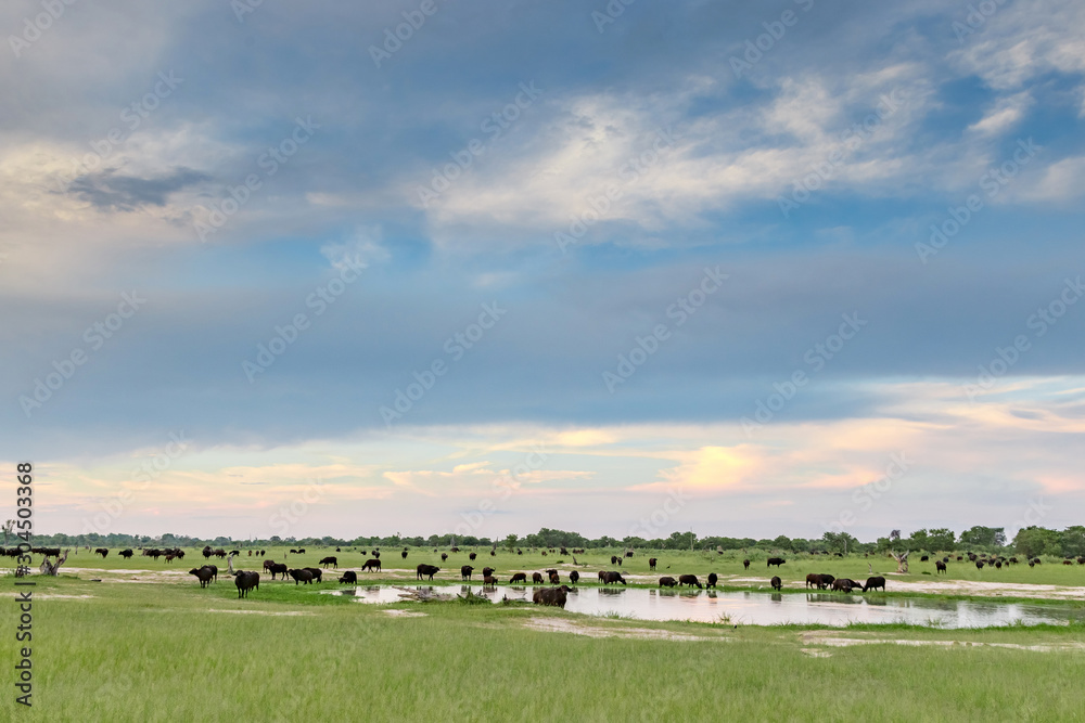 Herd of buffalo in Moremi Game Reserve in the Okavango Delta