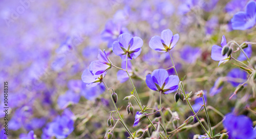 Geranium Jolly Bee -  garden plant with blue and purple decorative flowers.