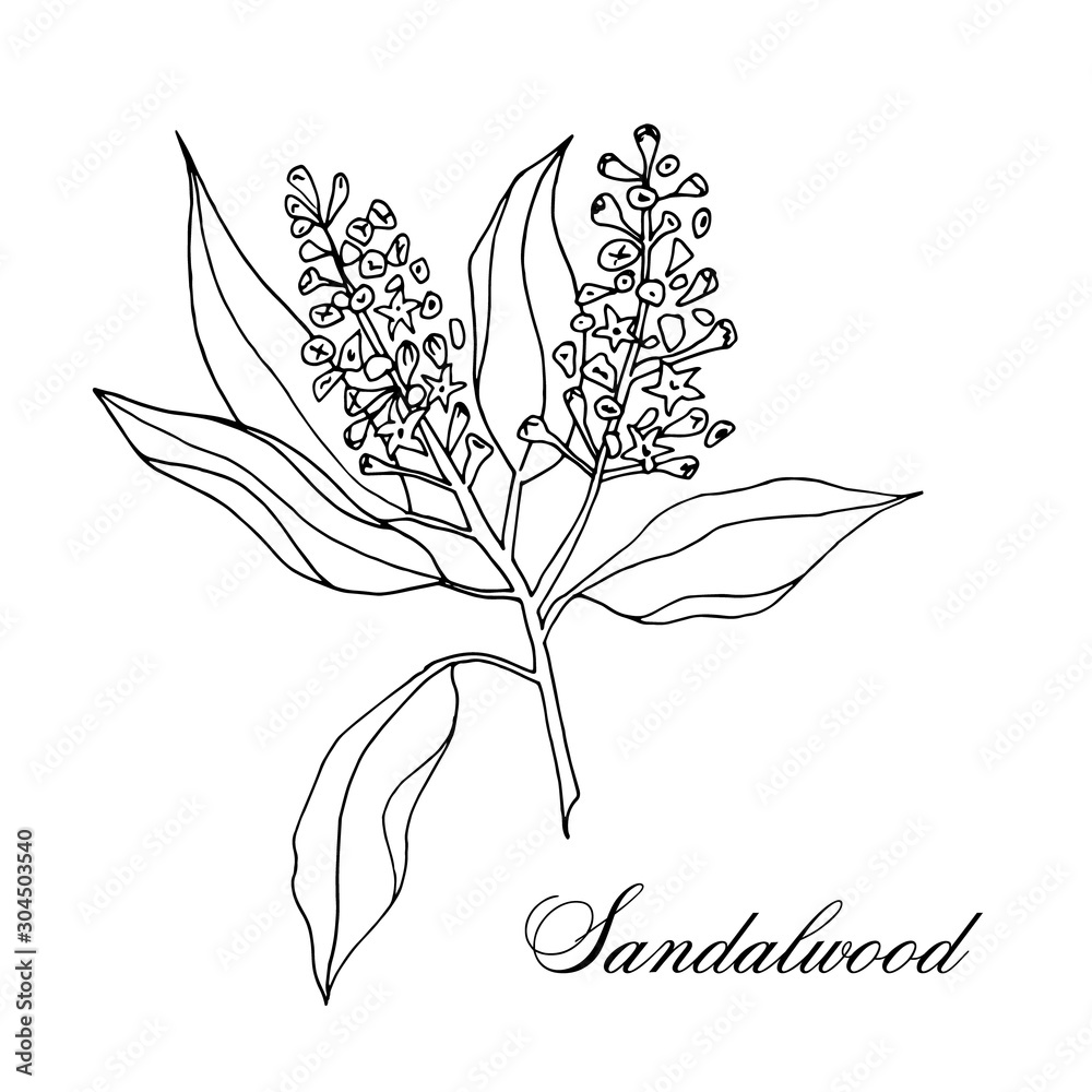 Vector hand-drawn branch of sandalwood isolated on white background ...