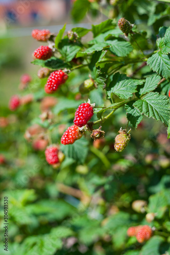 The loganberry is a delicious fruit , hybrid of raspberry and blackberry.