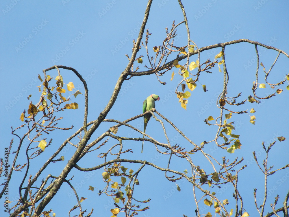 Parrot on a Tree in Vondelpark in Amsterdam, the Netherlands Parrot on a Tree in Vondelpark in Amsterdam, the Netherlands