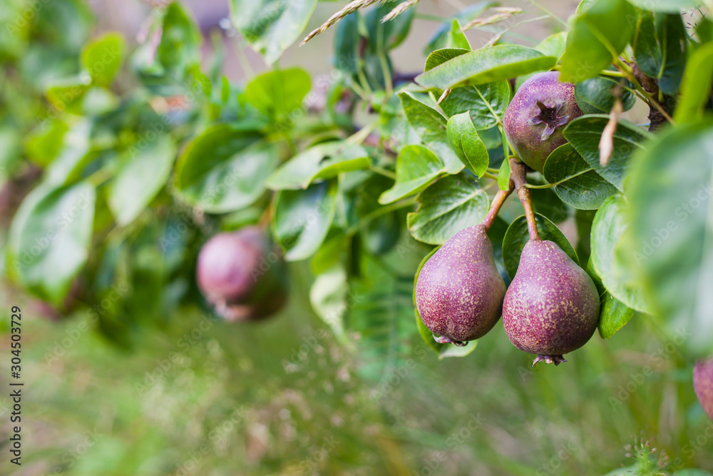 Black Auchan Pear tree with young fruit in the fruit orchard. Black Auchan Pear tree with young fruit in the fruit orchard.