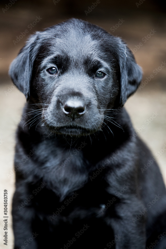 Close up view of Black Labrador Retriever Close up view of Black Labrador Retriever