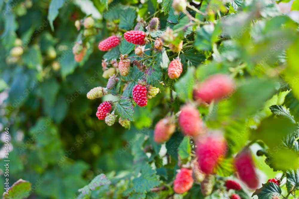 The loganberry is a delicious fruit , hybrid of raspberry and blackberry. The loganberry is a delicious fruit , hybrid of raspberry and blackberry.