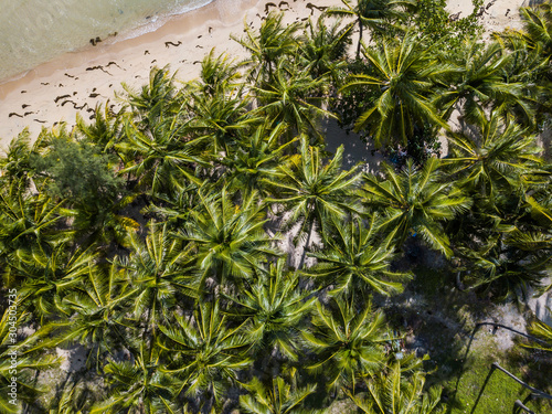 Aerial view of the coastline of a beach with growing palm trees. Thailand