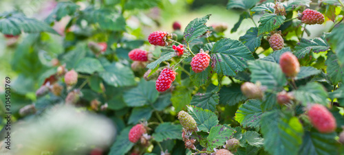 Bild auf Leinwand The loganberry is a delicious fruit , hybrid of raspberry and blackberry