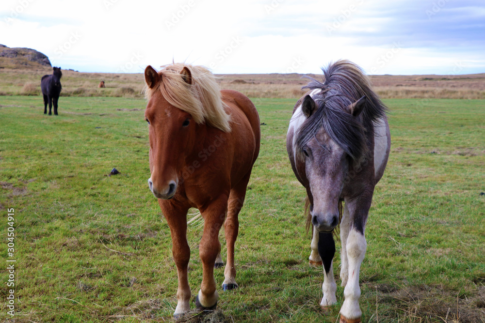 Iceland horses in the pasture in Iceland Iceland horses in the pasture in Iceland